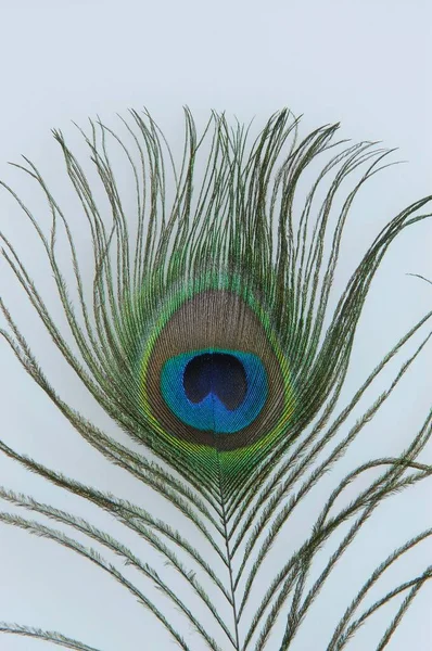 Peacock Male Tail Feather — Foto Stock