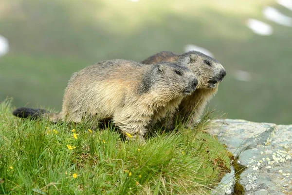 Duas Marmotas Alpinas High Tauern National Park Áustria Europa — Fotografia de Stock