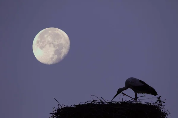 Bílý Čáp Ciconia Ciconia Stork Hnízdě Ciconia Ciconia Měsíčním Světle — Stock fotografie