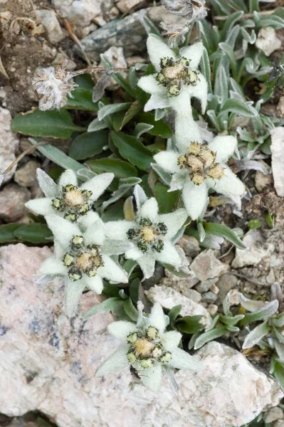 Edelweiss Lat Leontopodium Alpinum Tian Shan Mountains Kyrgyzstan Asia — Fotografie, imagine de stoc