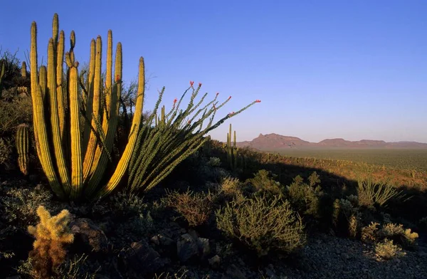 Organ Pipe Cacti Organ Pipe National Monument — 图库照片