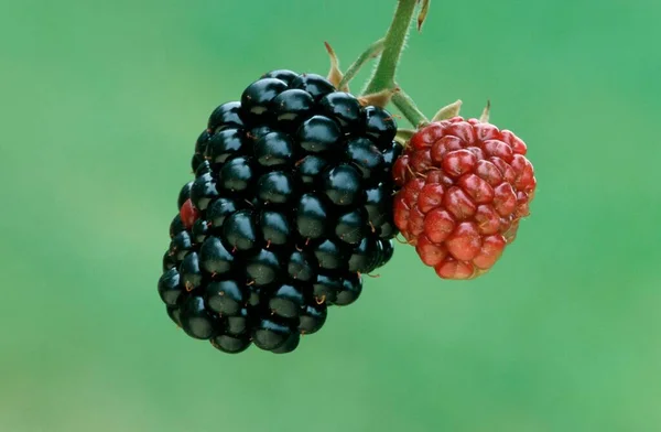 Blackberries North Rhine Westphalia Germany Europe — стокове фото