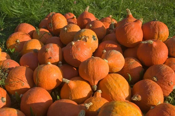 Pile Hokkaido Cucurbits Gourds Sale — Stockfoto