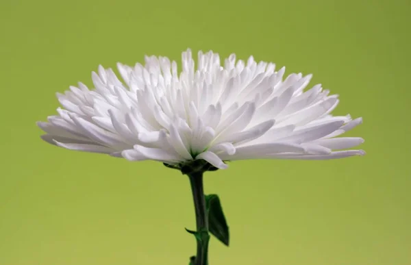 Chrysanthème Blanc Chrysanthème Fleur — Photo