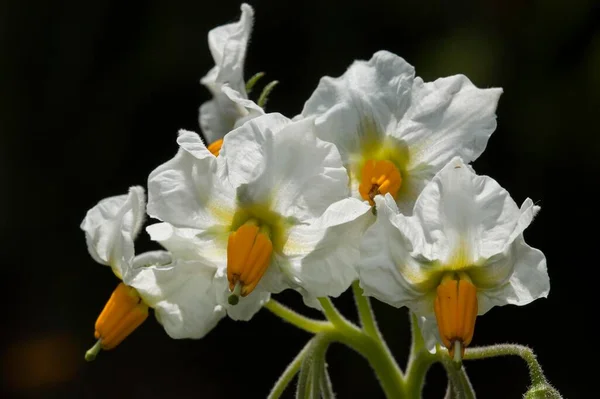 Flower Potato Solanum Tuberosum Native Country Central South America — стоковое фото