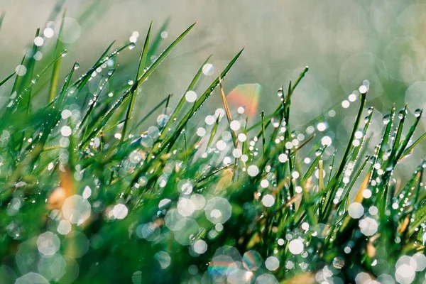 水の滴と草 — ストック写真