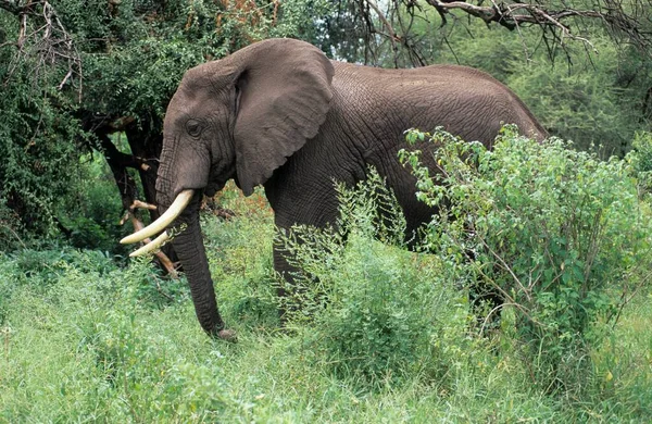 Elefante Parque Nacional Lago Manyara Tanzânia África — Fotografia de Stock