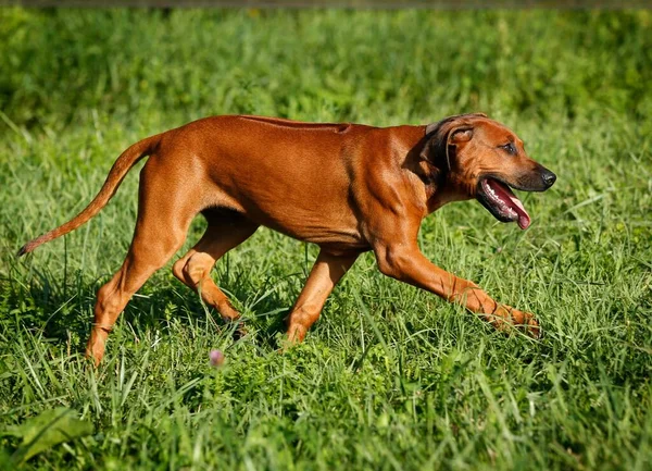 Rodezya Sırtı Erkek Köpek Haftalık — Stok fotoğraf