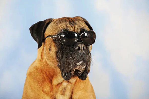 Bulldogge Mit Sonnenbrille Falb Tierporträt — Stockfoto