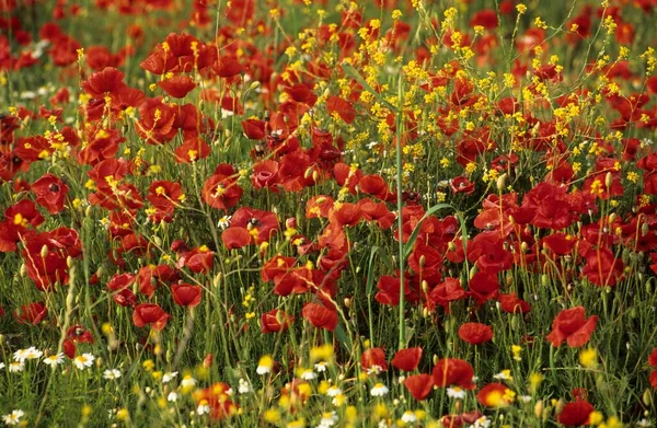 Meadow Poppy Flowers Samothraki Island Thrakia Greece Europe — Foto de Stock