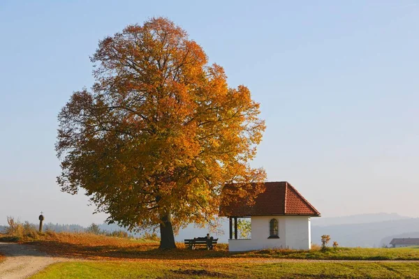 Deciduous Tree Autumn Chapel March Bavaria Germany Europe — Stockfoto