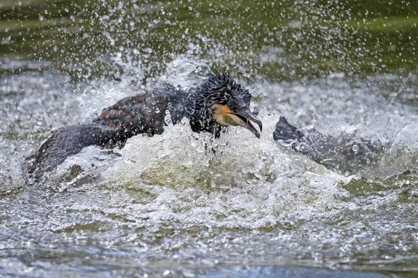 Schwarzer Kormoran Jagt Gefangenschaft Wasser — Stockfoto