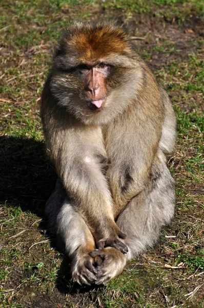 Barbar Macaque Vyčnívá Jazyka — Stock fotografie