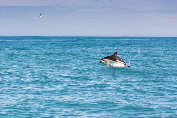 Hector Dolphin Jumping Out Water Ferniehurst Canterbury Region New Zealand — 스톡 사진