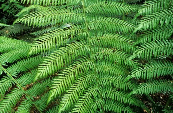 Temperate Rainforest Otway National Park Great Ocean Road Victoria Aus — 图库照片