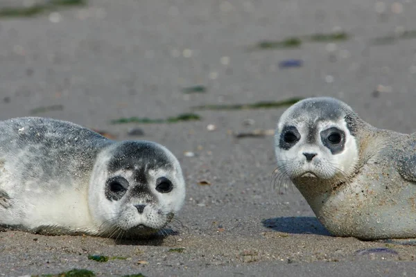 Harbour Seals Phoca Vitulina Pups East Frisian Islands East Frisia — 图库照片