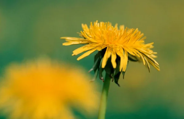 Dandelion Flower Close View Summer Concept — Photo