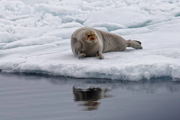 Bearded Seal Erignathus Barbatus Stretching Pack Ice Spitsbergen Island Svalbard — Foto Stock