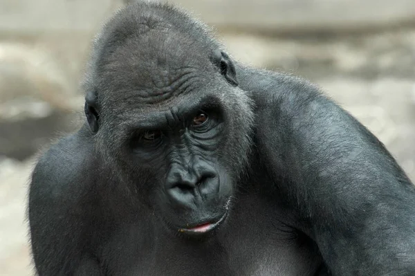 Gorilla portrait, close up view