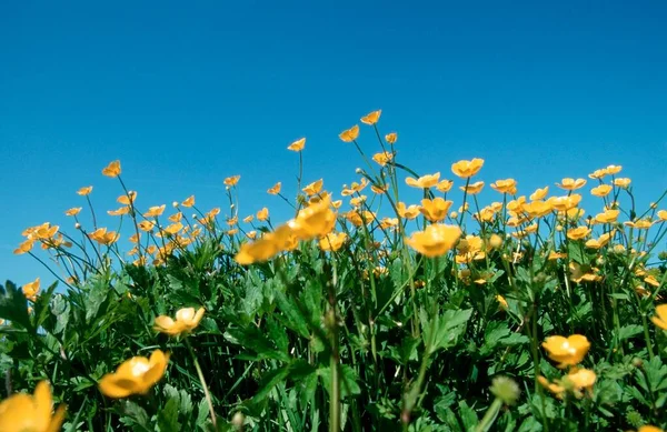 Weideboterbloem Noordrijn Westfalen Duitsland Ranunculus Acris — Stockfoto