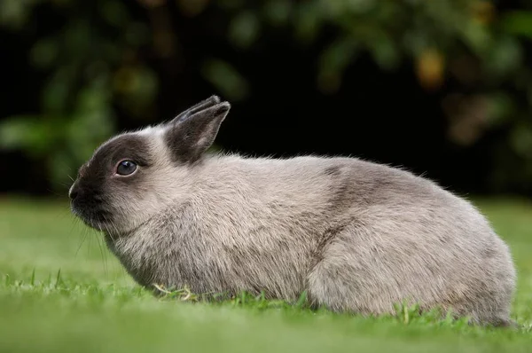 Dwarf Rabbit Marten Blue Rabbit House Rabbit Lateral — стоковое фото