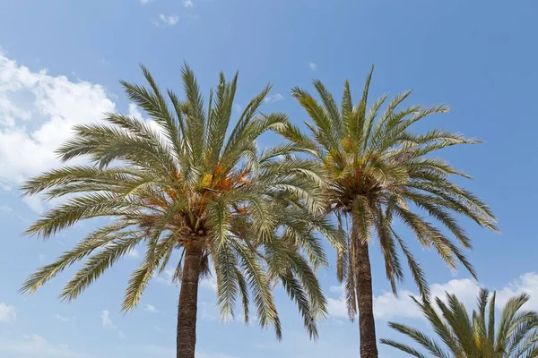 Palm Trees Beach Promenade Port Sller Majorca Spain Europe — Stock Photo, Image