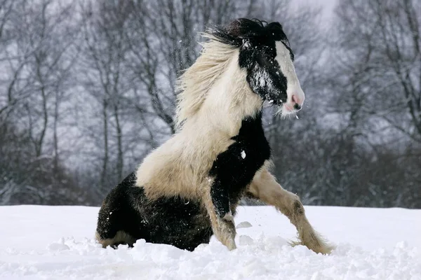 Irish Tinker Pony View — 图库照片