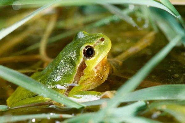 European Treefrog Having Break Calling His Habitat Night Muensterland Nordrhein — Stock fotografie