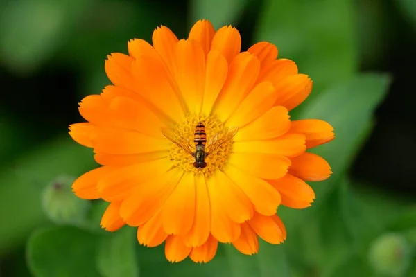 Hoverfly Common Marigold Calendula Officinalis — Stockfoto