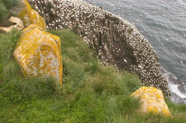 Rocha Pássaro Reserva Ecológica Aves Marinhas Cape Marys Península Avalon — Fotografia de Stock