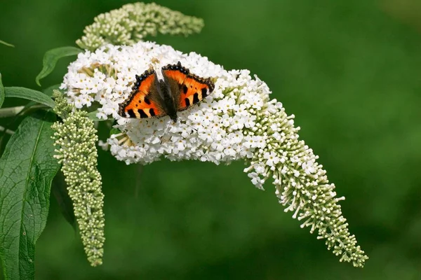 Small Tortoiseshell Aglais Urticae Flowers Butterfly Bush Buddleja Davidi Germany — ストック写真