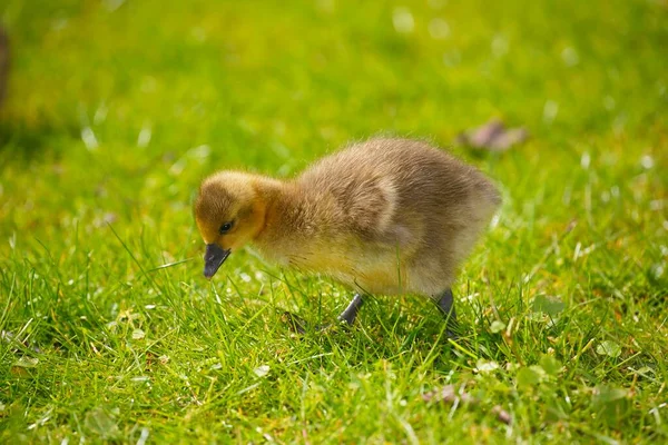 Greylag Goose Chick Meadow Schleswig Holstein Germany Europe — Zdjęcie stockowe