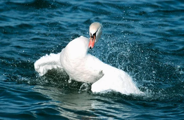 Mute Swan Bathing Cyngus Olor — Photo