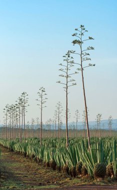 Sisal agave (Agave sisalana), Plantation, Kenya, Africa clipart