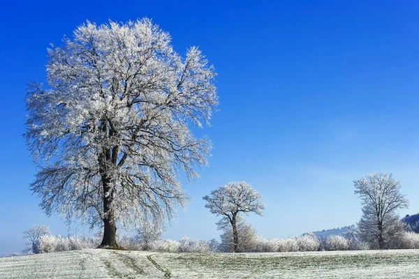 Hoarfrosted Pedunculate Oaks Quercus Robur Sense District Fribourg Switzerland Europe — 스톡 사진