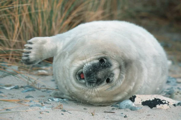 Grey Seal Halichoerus Grypus Pup Heligoland Schleswig Holstein Germany Europe — Stok Foto