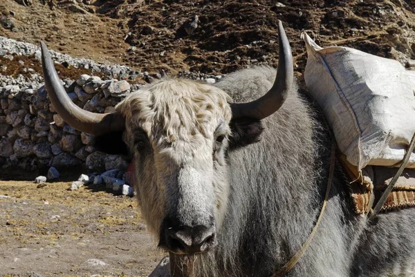 Yak Sagarmatha National Park Khumbu Himal Nepal Asia — Stock Fotó