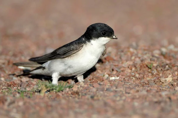 Common House Martin Delichon Urbica - Stock-foto