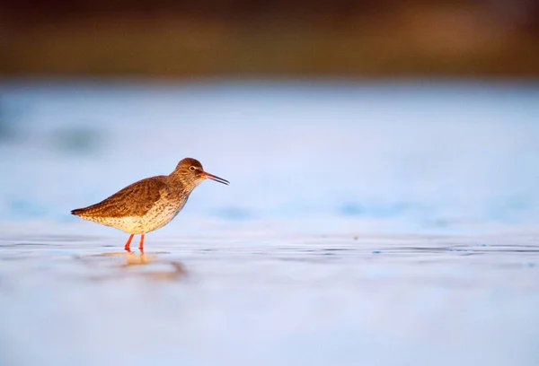 Common Redshenk Buscando Comida Aguas Planas Mar Báltico Isla Tierra —  Fotos de Stock
