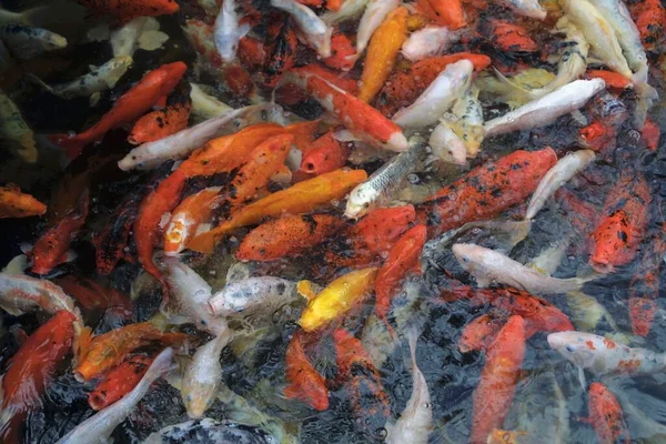 Goldfish Pond Loro Parque Tenerife Canary Islands Spain Europe — Stock Photo, Image