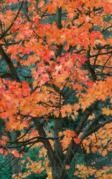 Японский Клен Осенняя Листва Acer Palmatum — стоковое фото