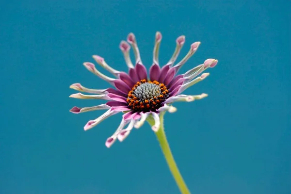 African Cape Daisy Osteospermum Tourbillons Roses — Photo