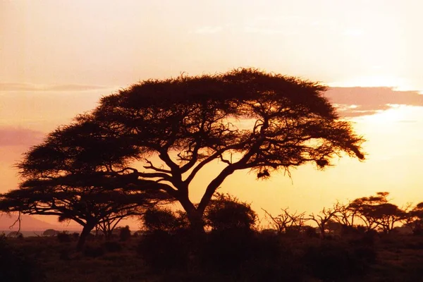 Zmierzch Park Narodowy Amboseli Kenia Afryka — Zdjęcie stockowe