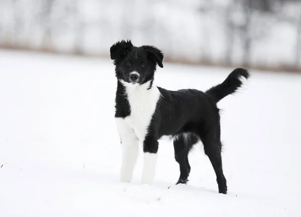 Border Collie Puppy Months Standing Attentively Snow Satteldorf Hohenlohe Baden — Fotografia de Stock
