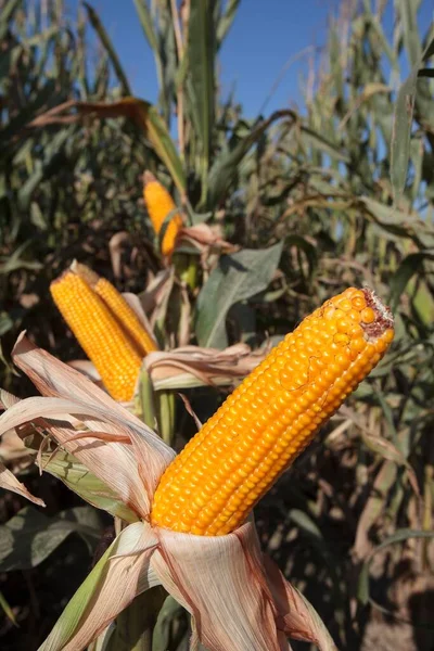 Corn Cobs Corn Plant — Zdjęcie stockowe
