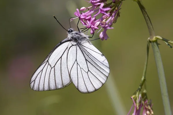 Black Veined White Aporia Crategi — Stock Photo, Image