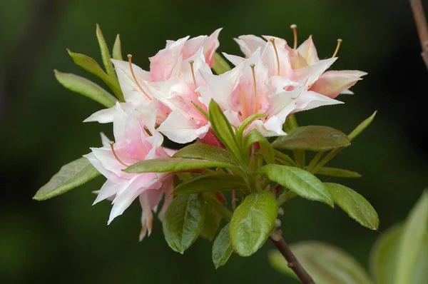 Rhododendrons Flowers Close View Summer Concept — Stock Photo, Image