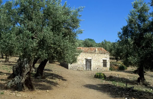 Old House Olive Tree Forest Samothraki Island Thrakia Greece Europe — 스톡 사진