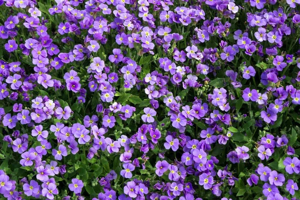 Aubrieta Flowering Baden Wrttemberg Germany Europe — Stockfoto