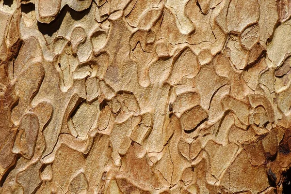 Ponderosa Pine Bark Pinus Ponderosa Oregon Usa North America — Stock Photo, Image